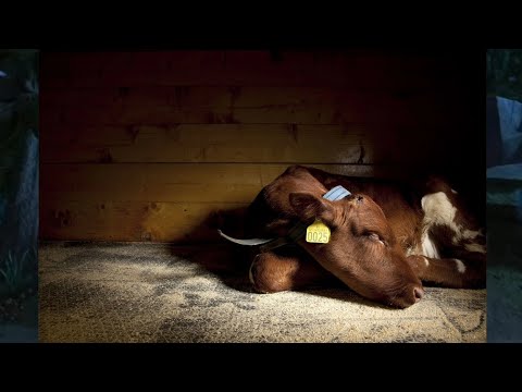 Cartoon Age Continental Drift Part 11 - Resting For the Night