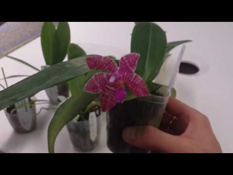 Orchid Haul - Phalaenopsis Species, Primary Hybrids, and Complex Hybrids