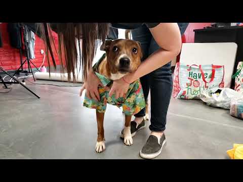 SADIE, an adopted Pit Bull Terrier & Labrador Retriever Mix in Phoenix, AZ_image-1