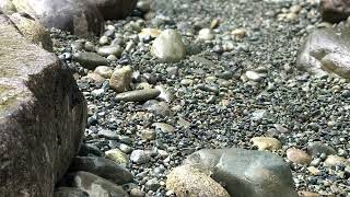 How do I make river rock look natural River rock install tips and ideas to make it look AWESOME!