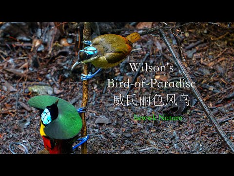 Wilson's Bird-of-Paradise Displaying to attract female