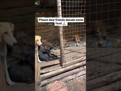 #dog #helpvoiceless #animalowner #voiceless #dogowner #rescue #dogstrust #petowner #puppy