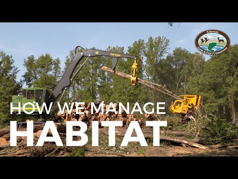 Forest Management for Wildlife