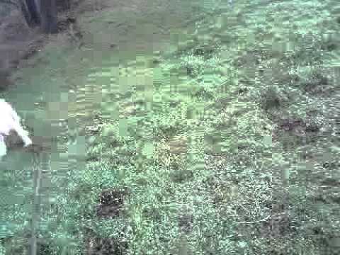 FEO CON RASTRO DE JABALI A TRAILLA2