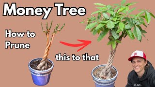 MONEY TREE (Pachira aquatica): How to Prune for a Lush, Bushy Houseplant | Step‑by‑Step Guide