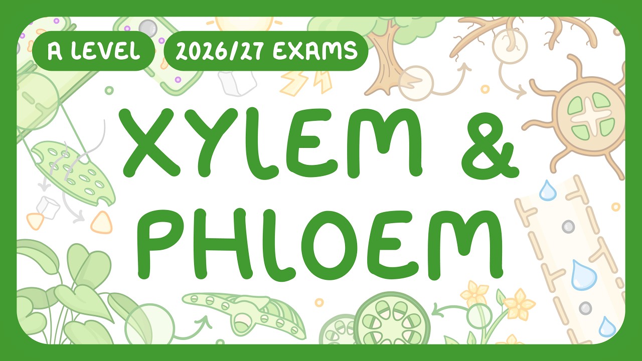 A-Level Biology - Xylem & Phloem - Structure | Function | Distribution (2026/27 exams)