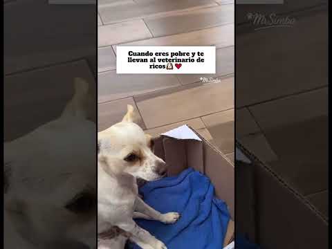 Lo llevaron en un cajita de cartón 💓🐶#dog #mascotas #veterinario #tierno #humor