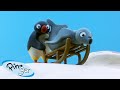Pingu Becomes An Explorer Pingu Official Channel Cartoons For Kids