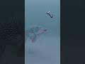 Video Thumbnail for Northern Pike Face Off Underwater