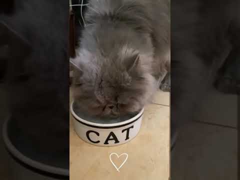 Persian cat drinking water in a bowl