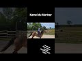Gelding Connemara For sale 2020 Buckskin