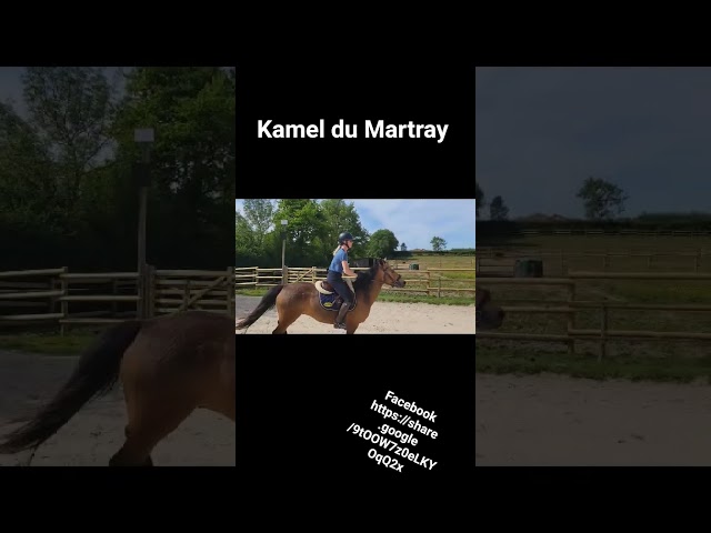 Gelding Connemara For sale 2020 Buckskin