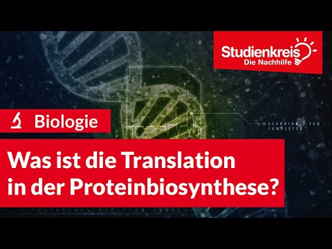 Was ist die Translation in der Proteinbiosynthese? | Biologie verstehen mit dem Studienkreis