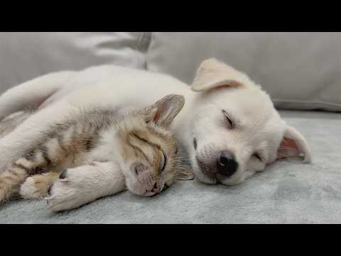 YouTube 썸네일