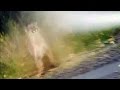 Caught On Cam Jogger Stops Cougar Attack With Bear Spray