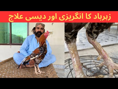 How to treat Zeharbad in Aseel