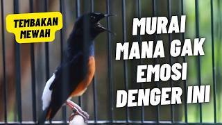 Download lagu MURAI BATU GACOR FULL ISIAN TEMBAKAN KASAR MEWAH AMPUH MEMANCING MURAI BATU EMOSI BONGKAR ISIAN mp3 Download lagu MURAI BATU GACOR FULL ISIAN TEMBAKAN KASAR MEWAH AMPUH MEMANCING MURAI BATU EMOSI BONGKAR ISIAN mp3
