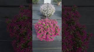 Soiree Catharanthus On Tour