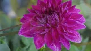 Stevie Wonder    Outside my window