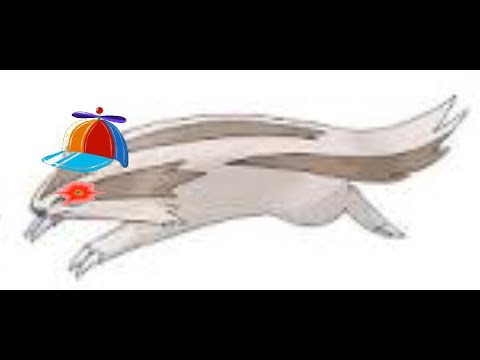 Linoone Is The BEST Pokemon