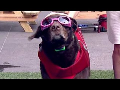 Video thumbnail: Summer Gear to Help Fido Beat the Heat