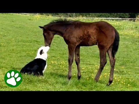 Border Collie falls in love with baby foal