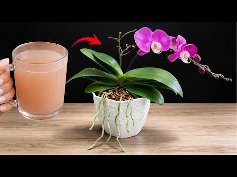 2 Cups a Month for Orchids – Stimulate Strong Roots & New Blooms Naturally