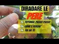 THINNING ABATE PEARS