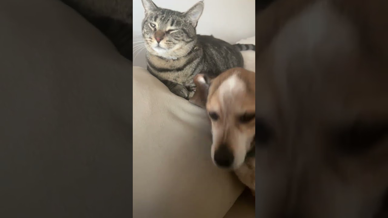 Enlarge Betty, a Adoptable mixed breed in Enfield, CT video 6/6