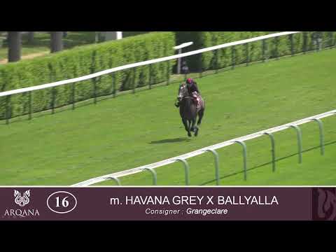 2025 Breeze Up - Lot 16 c. HAVANA GREY x BALLYALLA