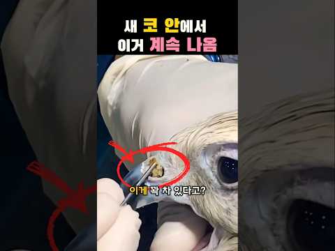 새 코에서 이게 계속 나옴...