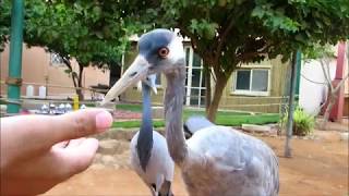 عبيد العوني في محمية مهند العمر للطيور النادرة في بلدة أشيقر الجزء الاول