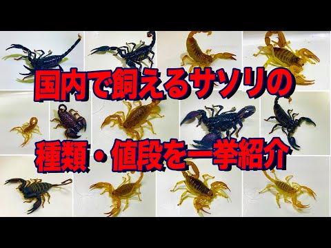 サソリは15種類