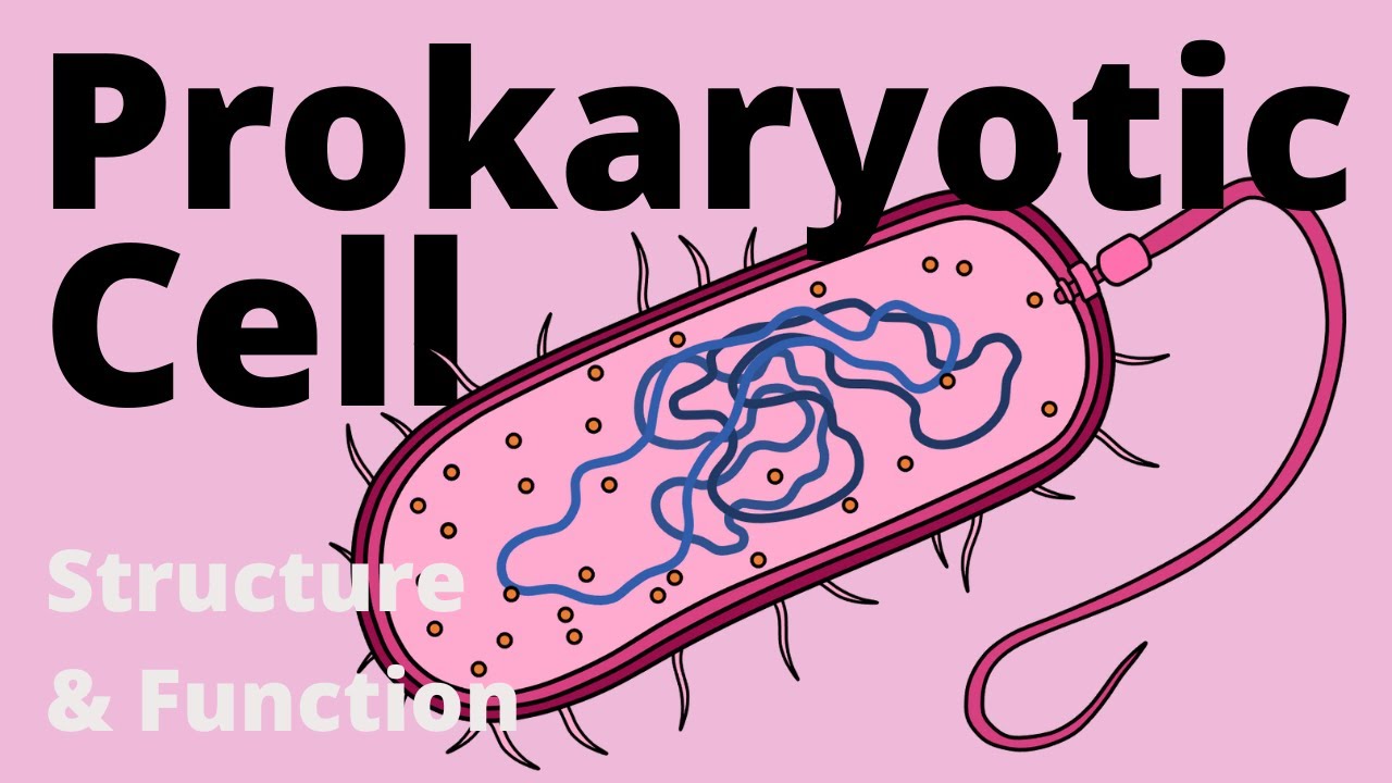 What are the parts of prokaryotic cells and its function? Tipseri