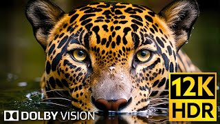 12K HDR 120fps Dolby Vision 🌿 Wildlife in 2024 (Viral Title)