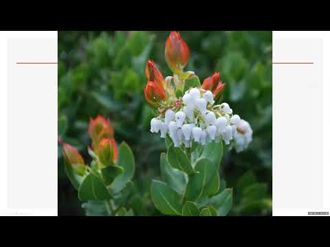 Native Plants for small spaces and pots