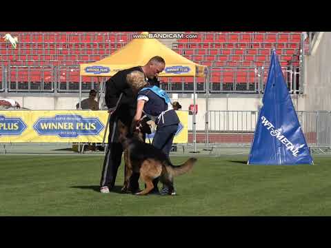 1130 Yogo vom Assaut - TSB BSZS-2023