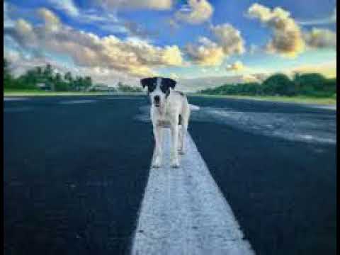 Tuvalu song - Koe se tagata inu kava