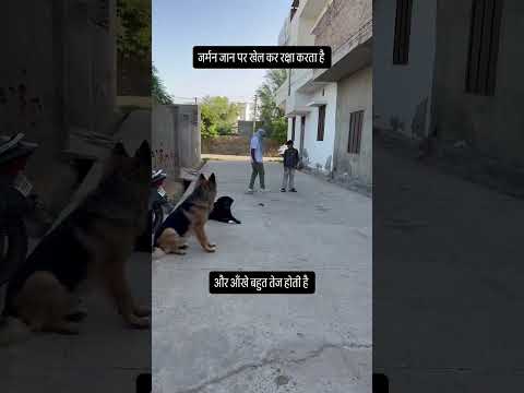 German Shepherd Rescues Kids from Kidnappers — Brave Dog Saves the Day! #germanshepherd #dog #gsd