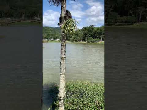 Voce sabia que esse lugar fica em Indaial - SC? Parque Municipal Jorge Hardt #parque #turismo