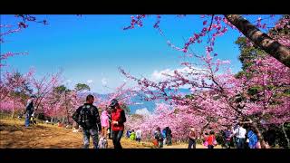 2022二集團櫻花季