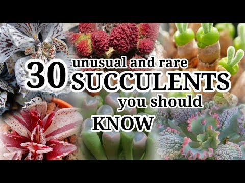 30 Unusual and Rare Succulents || Desert Succulent