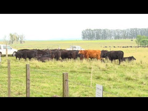 Día de Campo Unidad Experimental Palo a Pique - Toros