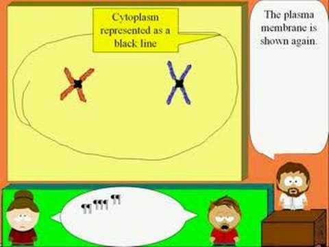 Chuck Norris Lectures on Meiosis & Damien Rice - 9 Crimes