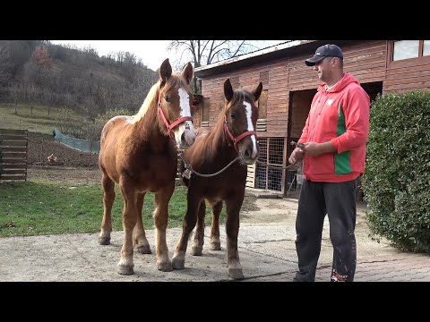 Caii lui Mirel de la Tauti, Cluj - 2019 Nou!!!