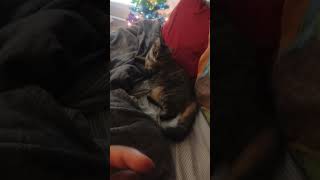 Download lagu Spoiled Queen | #diddlydooyt mp3