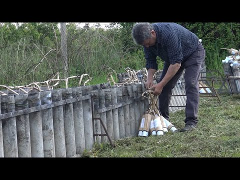 Parete, 23 April 2022 - Spettacolo della ditta Pirotecnica Senatore Fireworks | Vuurwerk