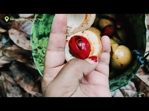 Part 1 || Kebun Pala Hi. Abdullah Vanath || Keseruan Panen Pala || SBT