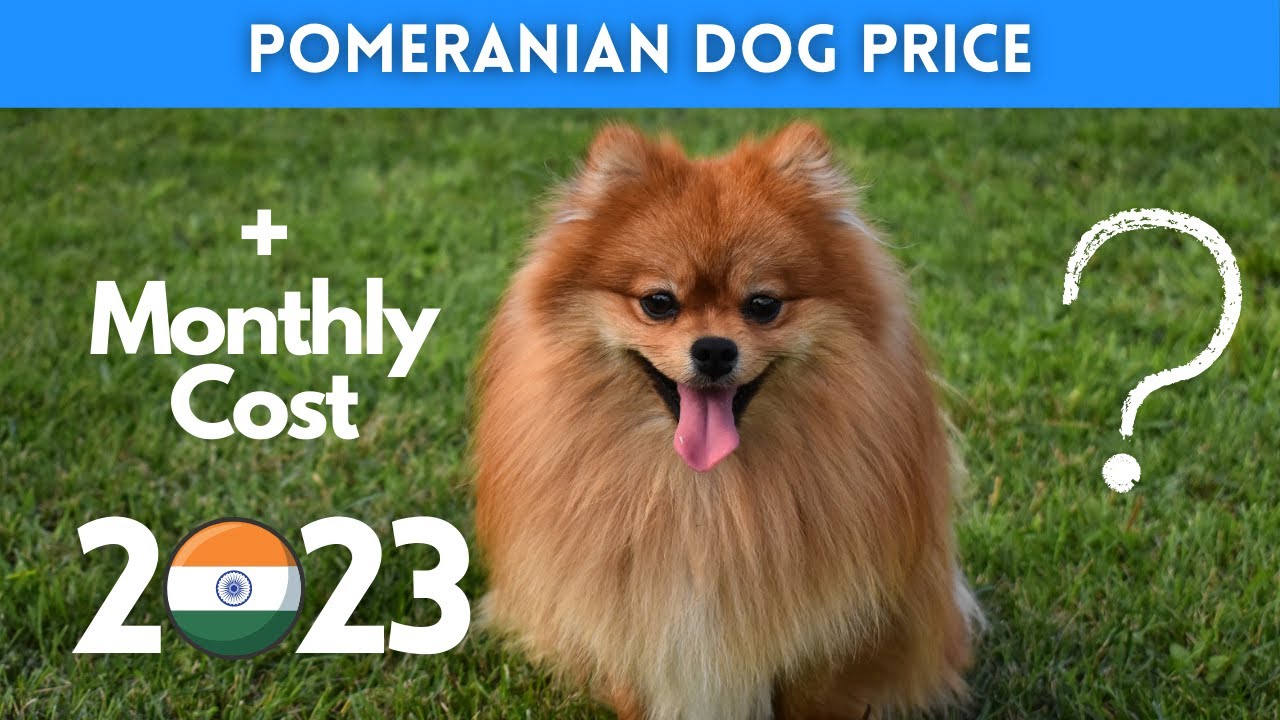 Pomeranian Dog Price in India 2023 (Monthly Expenses Included)