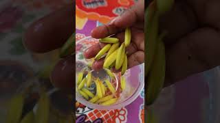 Download lagu FLOR de SÁBILA | Parte 1 #huertos #sábila #receta mp3 Download lagu FLOR de SÁBILA | Parte 1 #huertos #sábila #receta mp3